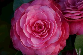 山茶花