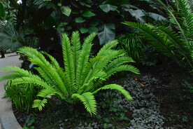 温室花草  