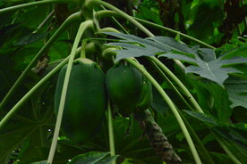 木瓜 