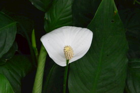 温室花草