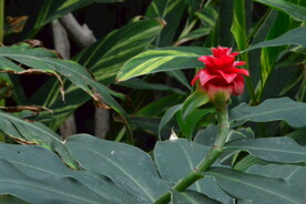 温室花草 