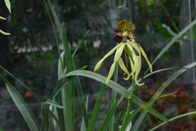 温室花草