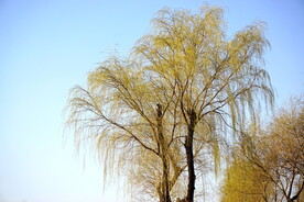 初春柳树枝条