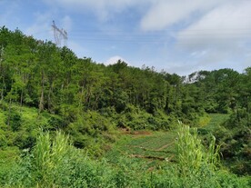 绿色山林