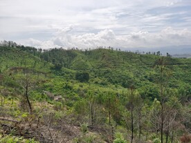 山地森林风光