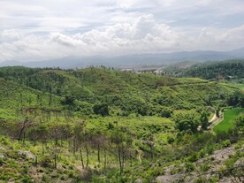 山地 森林