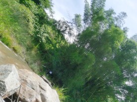竹林