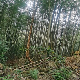 竹林风景