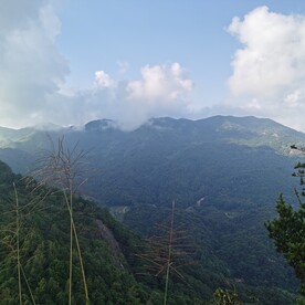 原始森林