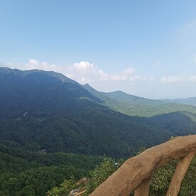 茂密森林风景  蓝天