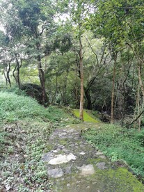 天然森林风景
