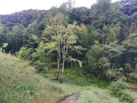 原始森林风光