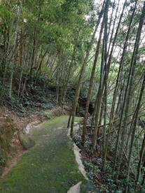 竹林小路