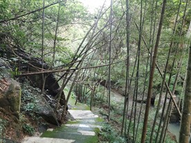 竹林