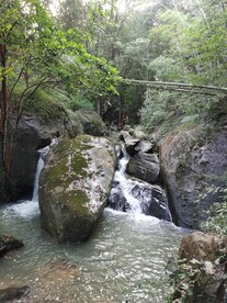 森林 瀑布 