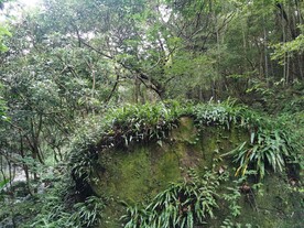 原始树林