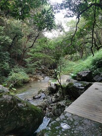 河流 茂密树林