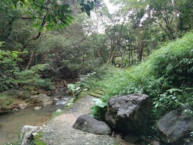 溪水 树林
