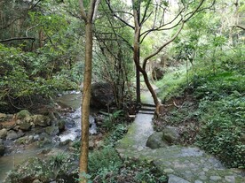 绿色 自然  溪水 森林