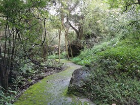 森林小路