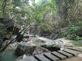 森林 流水