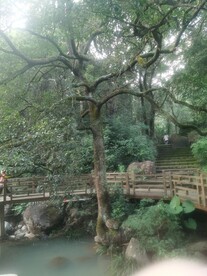 茂密树林风景