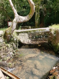 小桥流水 自然森林