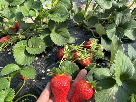 草莓