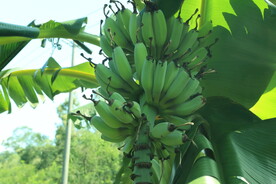 香蕉