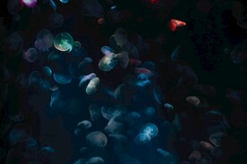 水母