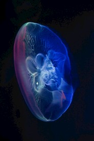 水母
