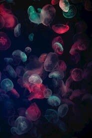 水母
