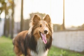 狗狗