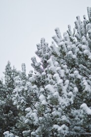 雪中松枝