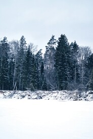 雪中树林