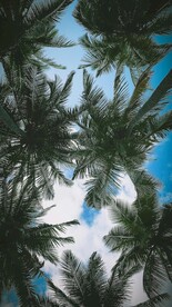 椰子树