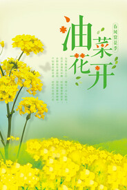 油菜花
