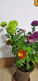 菊花