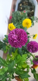 菊花