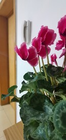 仙客来