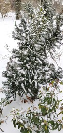 雪松