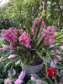 粉色兰花