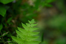 蕨菜