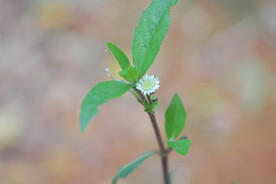 野花野草