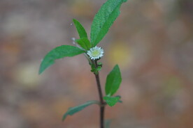 鬼针草