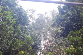 树林
