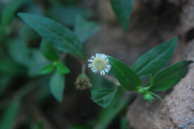 野花野草
