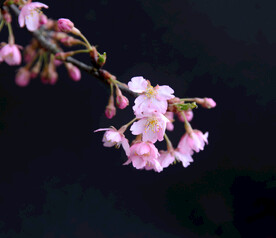 早樱