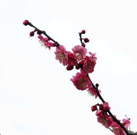 红梅