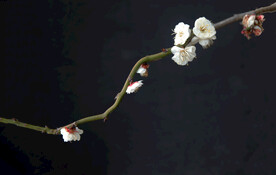 梅花